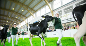 Pomysł na majówkę? Krajowa Wystawa Zwierząt Hodowlanych