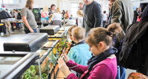 Piękne okazy ptaków ozdobnych i dyskowców tylko w Poznaniu