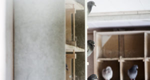 Targi Gołębi Pocztowych i Akcesoriów w Poznaniu